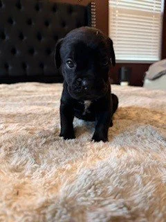 Small black puppy standing on a plush beige rug in a bedroom.
