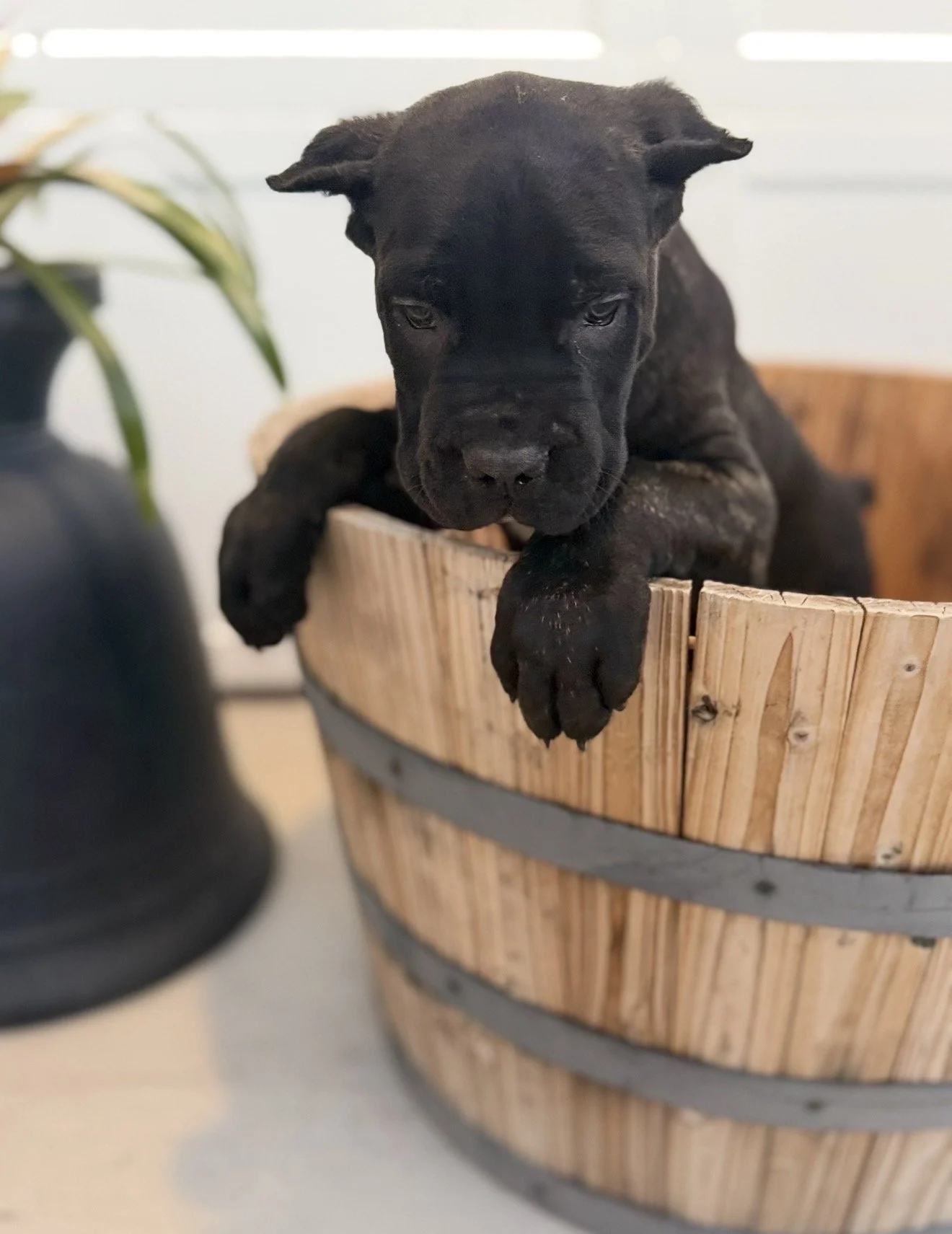 Dark Blue Collar Male-Lilith and Loki 11/26/2025 **SOLD**