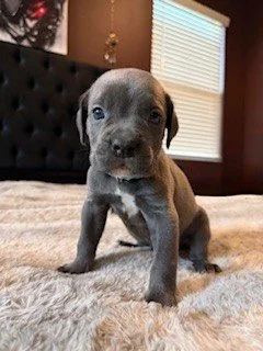 A small gray puppy standing on a bed with a beige blanket, in a room with a window and a black headboard in the background.