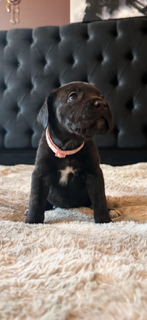 Black puppy sitting on a fluffy white rug in front of a tufted black headboard.