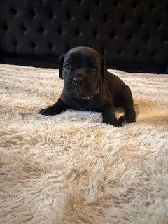 A small black puppy lying on a fluffy beige rug with a dark, tufted headboard in the background.