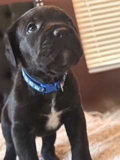 A black puppy with a white patch on its chest and a blue collar, standing indoors near a window with blinds.