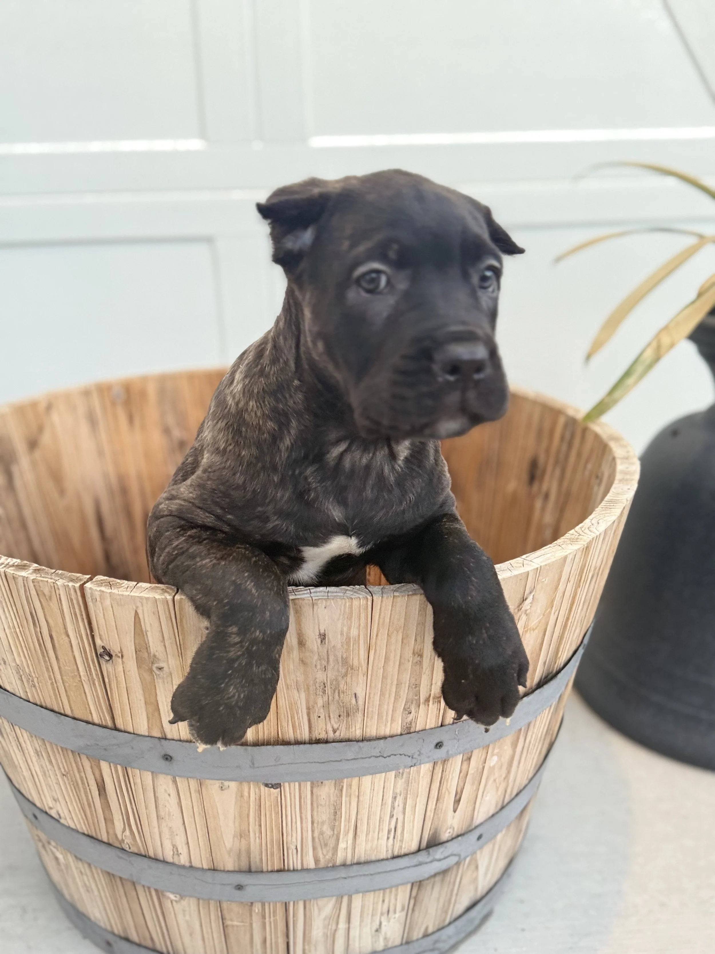 Light Pink Female-Lilith and Loki 11/26/2025