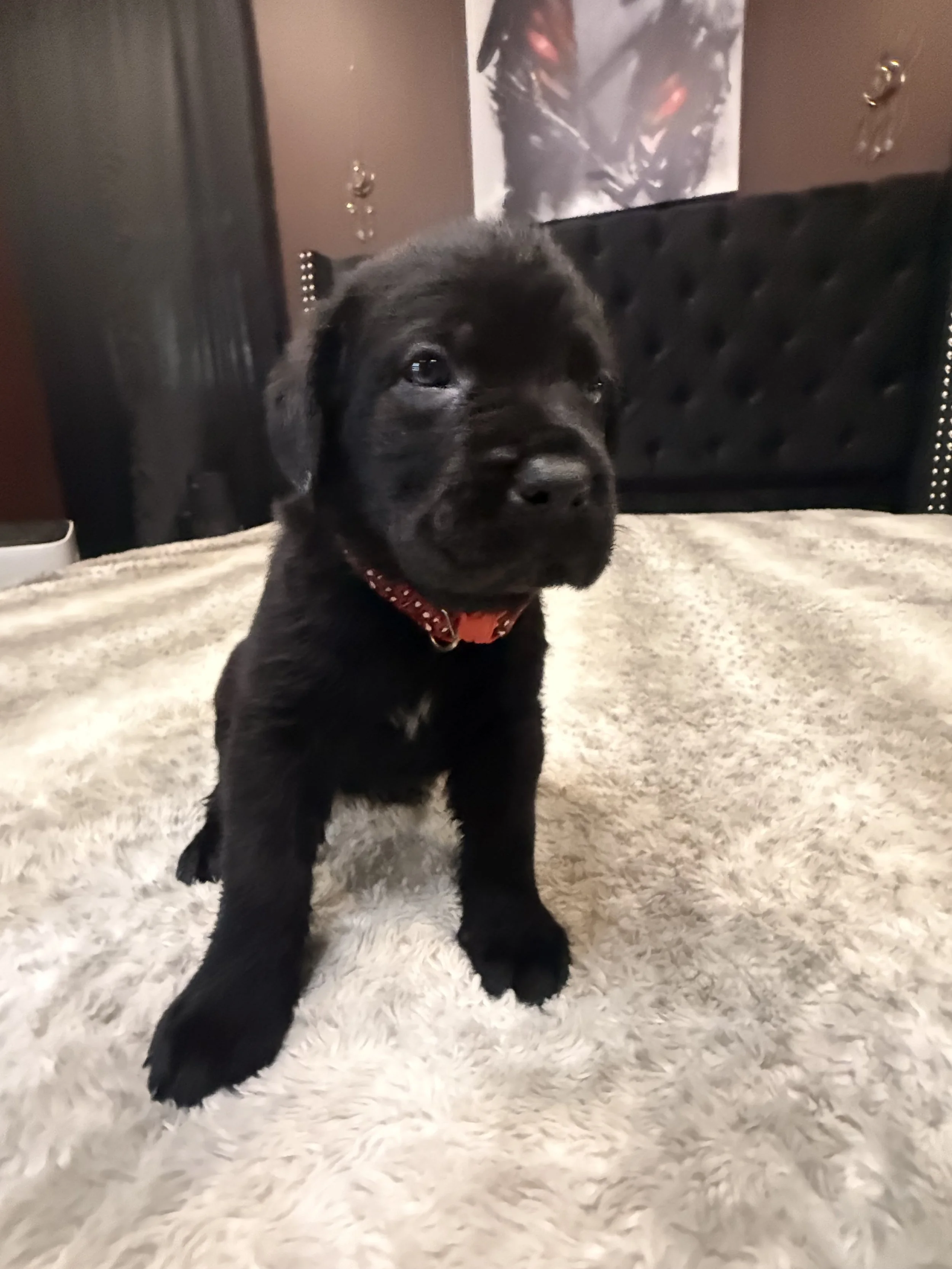 Red Male Black- Lilith  and Loki 8/16/2026 ***SOLD***