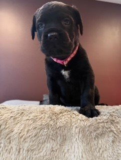 Pink Collar Female