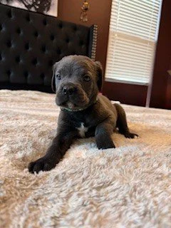A small gray puppy sitting on a bed with a beige blanket, in a room with blinds on the window.