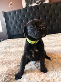 A black puppy with a yellow collar sitting on a bed with a tufted headboard.