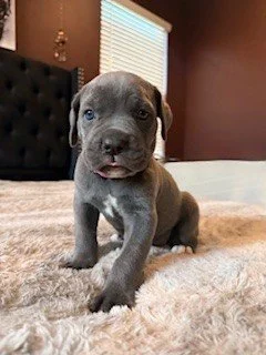 Gray puppy with blue eyes sitting on a beige blanket in a bedroom.