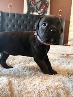 A black puppy standing on a beige carpet in a bedroom, wearing a pink collar.