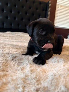Black puppy lying on a fluffy beige rug indoors with a bed headboard and window blinds in the background.
