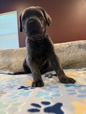 Black Collar Male