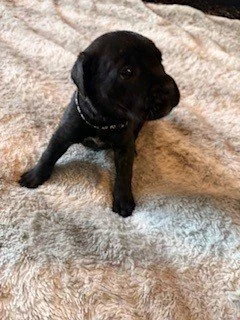 Black puppy sitting on a soft, light-colored blanket.