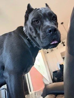 Close-up of a black and gray dog with a slightly open mouth and visible tongue, indoors.