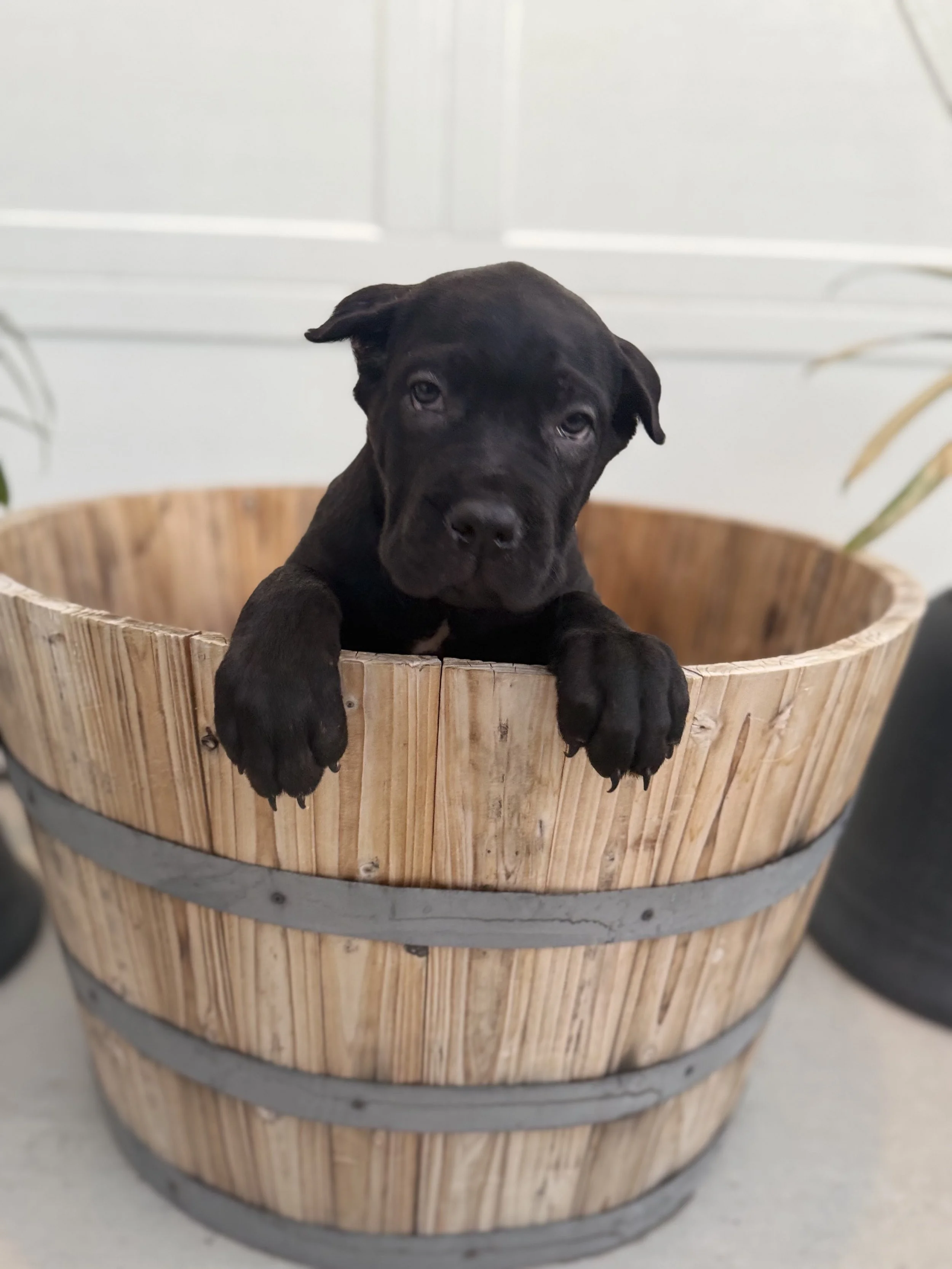 Yellow Collar Female -Lilith and Loki 11/26/2025**SOLD**