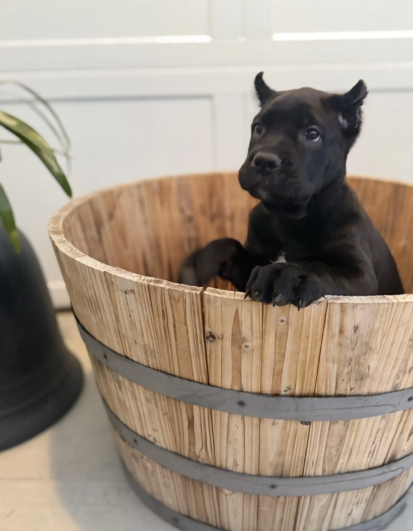 Red Collar Female- Freya an Loki 11/27/2025 **SOLD**