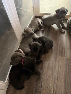 Group of five puppies sitting on a wooden floor near a glass door
