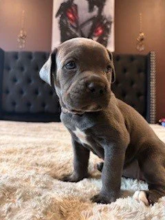 Cute puppy sitting on a beige blanket in a cozy room.