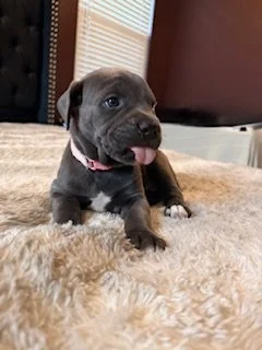 A small, black puppy with floppy ears and a pink collar sitting on a plush beige rug indoors.