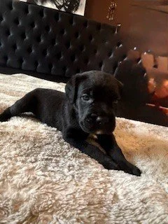 A black puppy lying on a plush bed with a tufted headboard in the background.