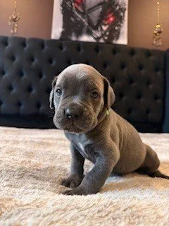A small gray puppy with floppy ears sitting on a beige carpet in a living room.
