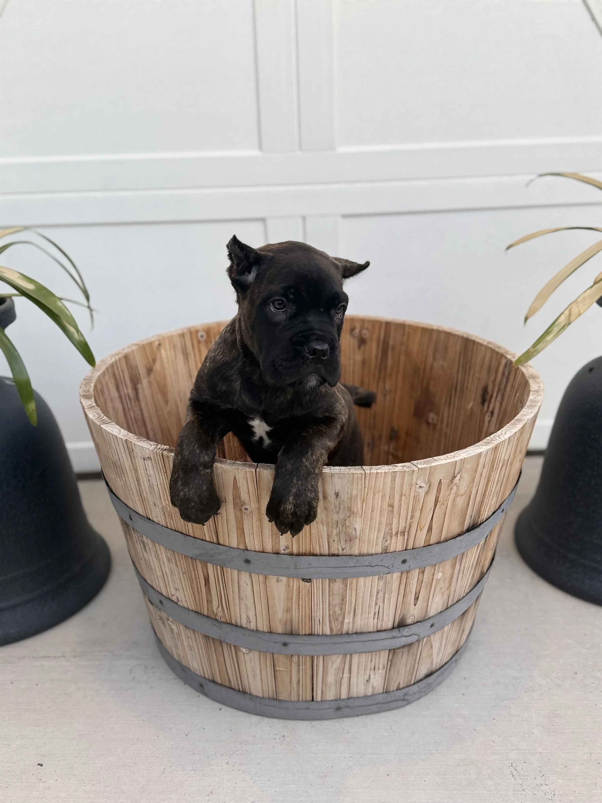 Purple Collar Female -Lilith and Loki 11/26/2025