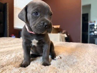 A cute black puppy with a white star-shaped marking on its chest, sitting on a carpeted floor indoors.