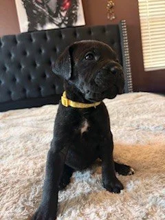 A black puppy with a yellow collar sitting on a bed in a bedroom.
