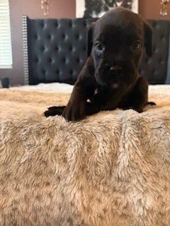 A small black puppy sitting on a soft, beige, furry blanket or bed.