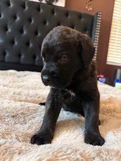 A black puppy standing on a bed with a tufted headboard.