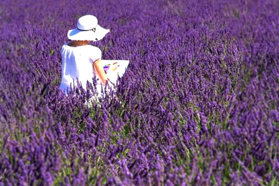 Di che colore è la lavanda?