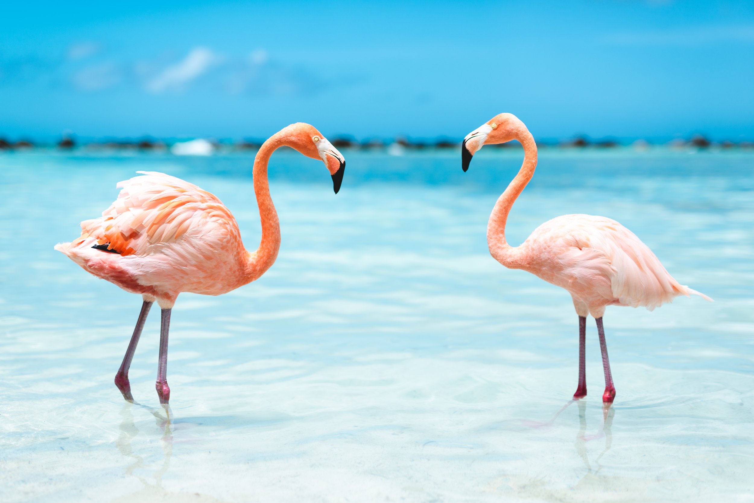Two pink flamingos standing in shallow water with a blue sky and distant horizon in the background.
