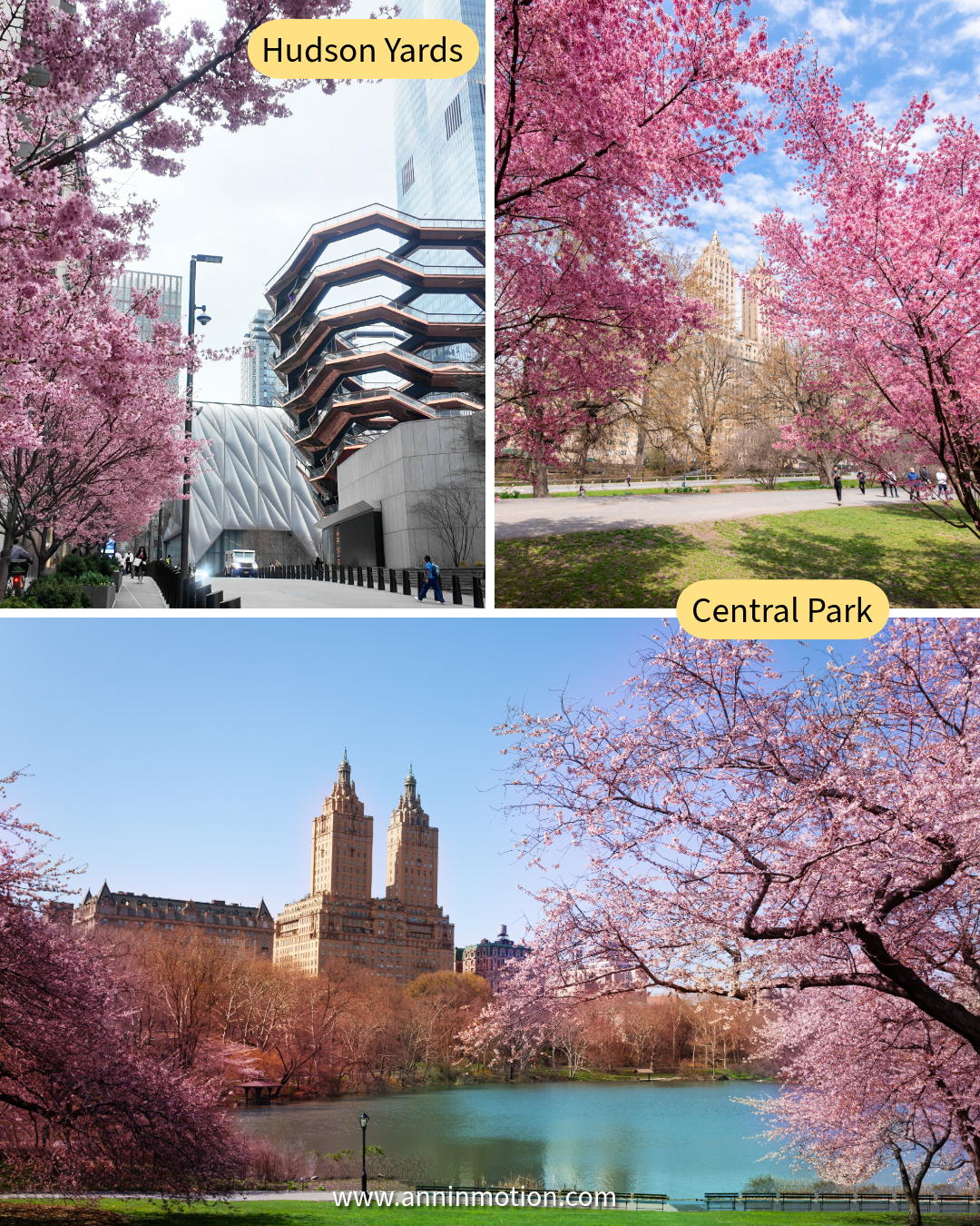 Cherry blossom trees blooming in Central Park & Hudson Yards with soft pink flowers during springtime in New York City.