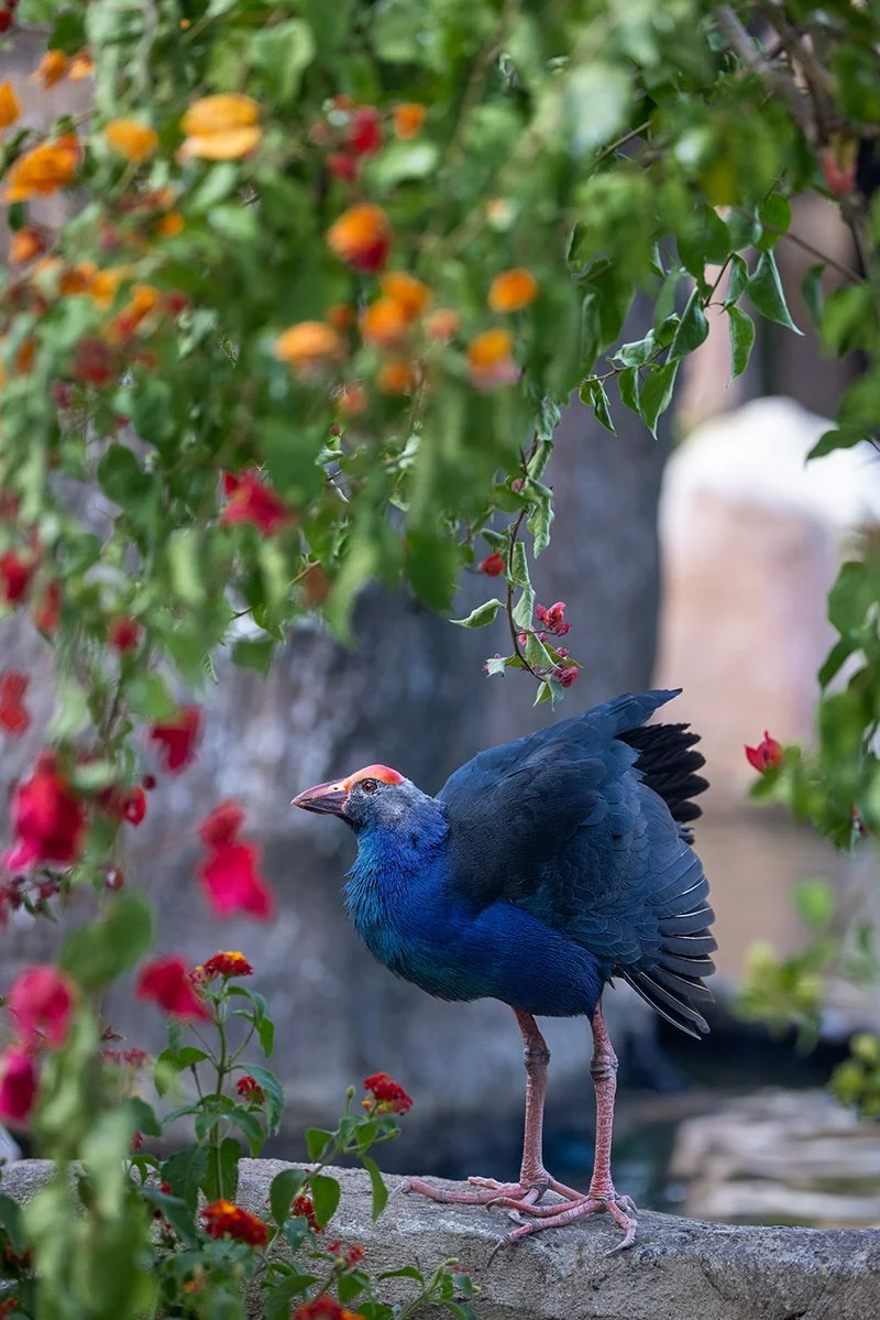 A colorful bird with a bright orange crown and blue and black feathers stands on a tree branch surrounded by green foliage and red flowers.