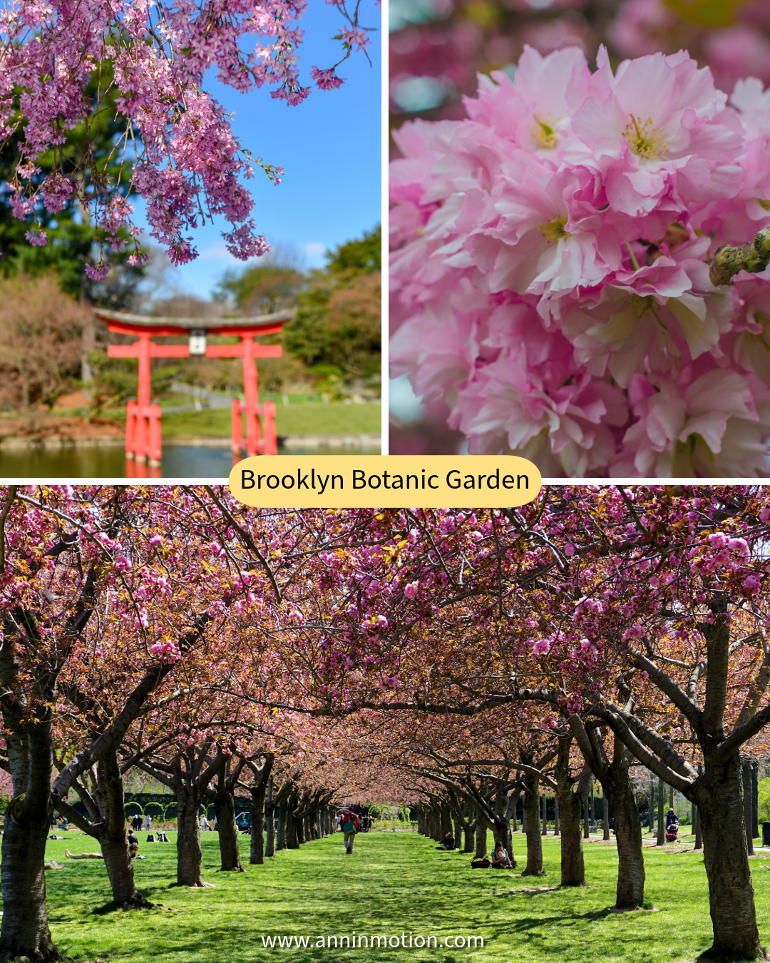 Cherry blossoms in full bloom at Brooklyn Botanic Garden during the famous spring cherry blossom season in New York.