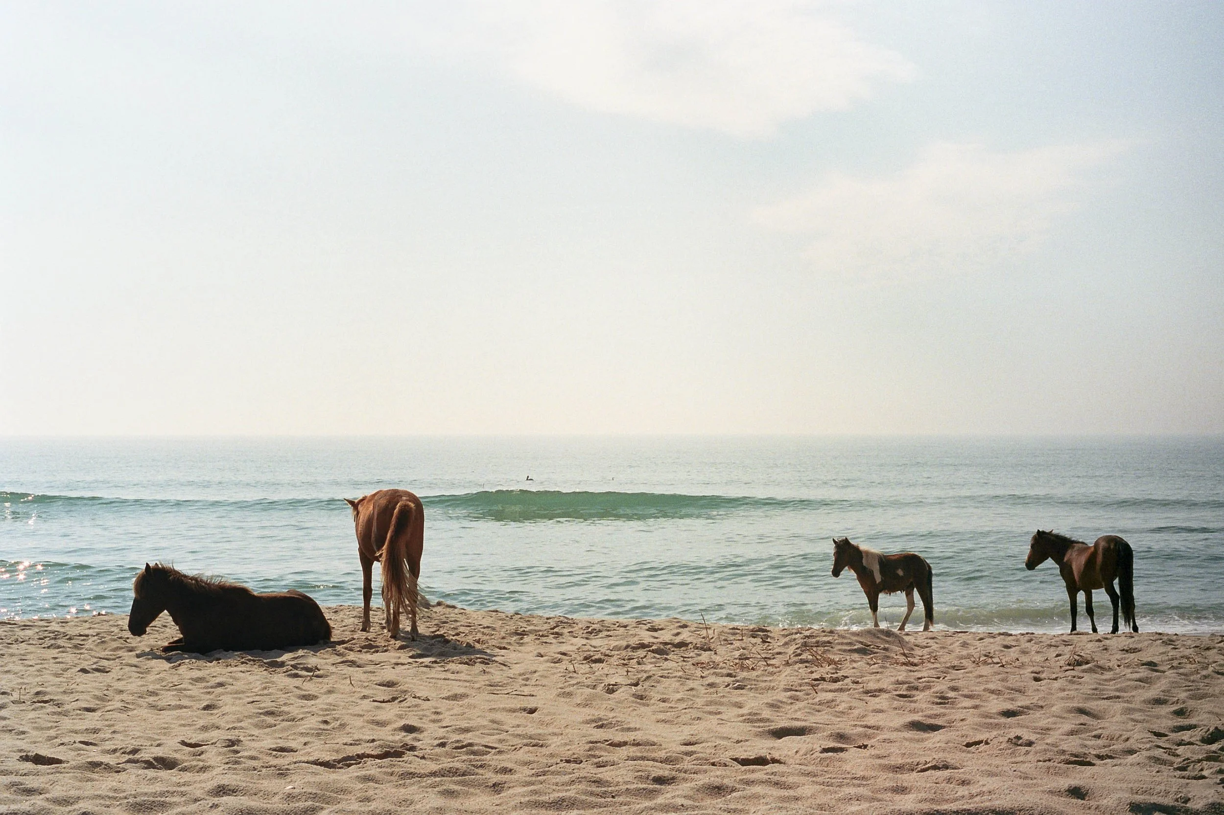 240604_Minoltax700_R5_Portra400_P-9.jpg