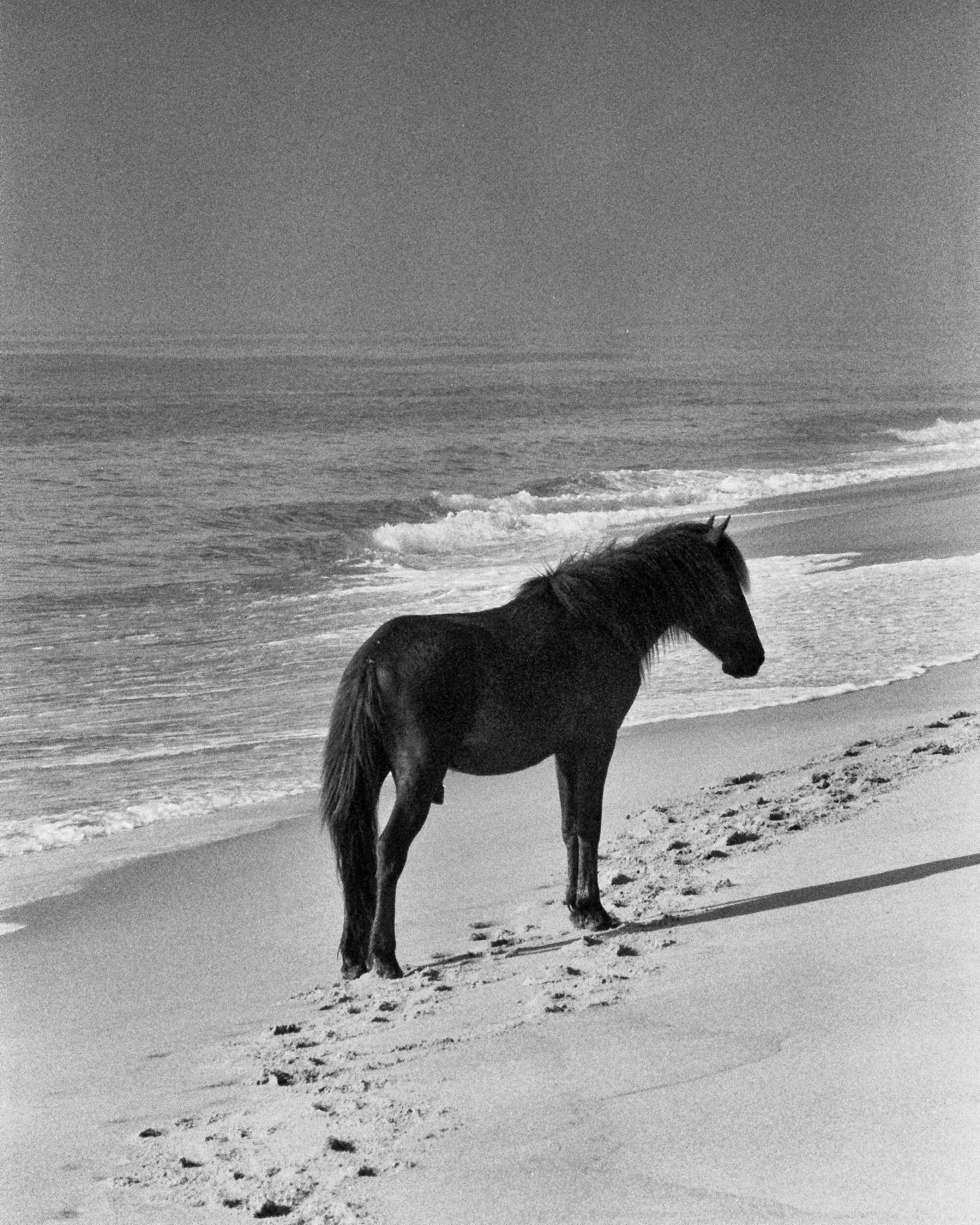 240604_Minoltax700_R4_Pan400_P-1.jpg