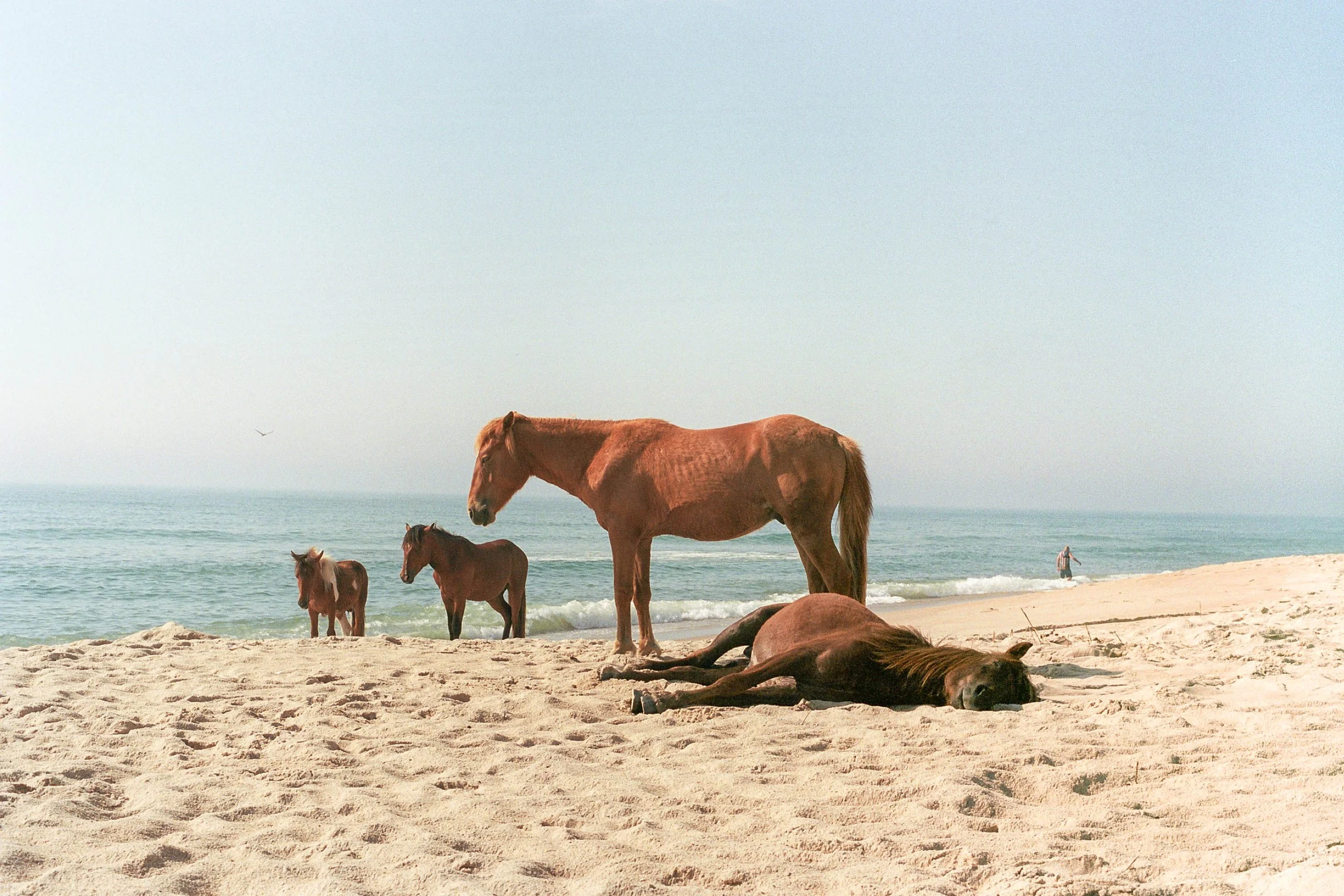 240604_Minoltax700_R5_Portra400_P-16.jpg