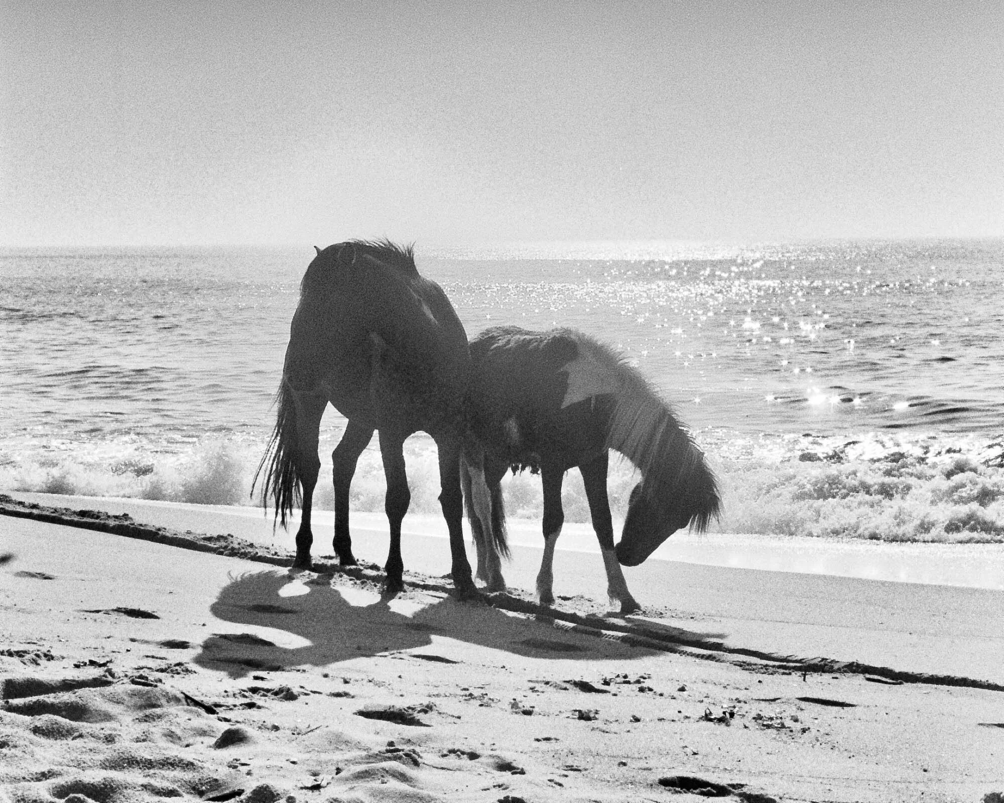 240604_Minoltax700_R4_Pan400_P-8.jpg