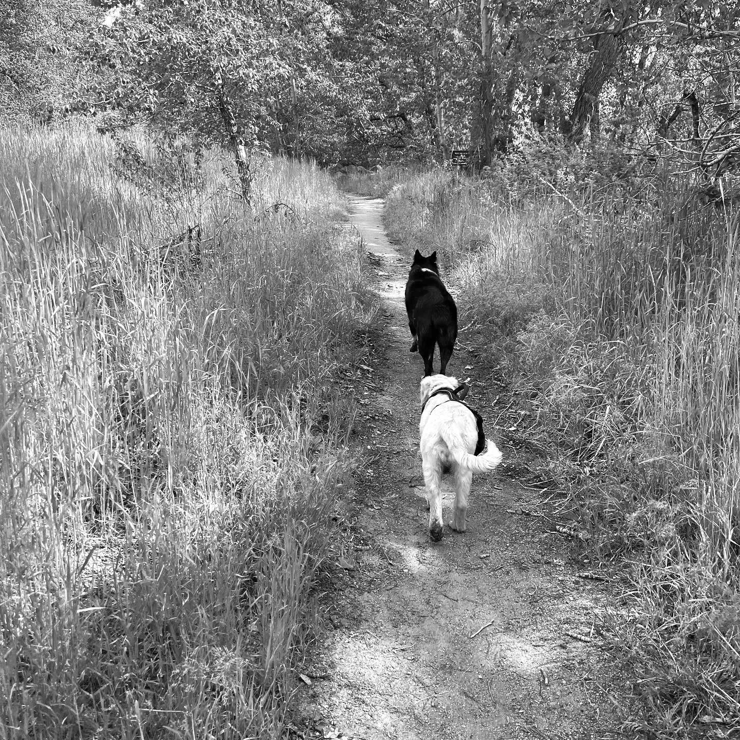 Two dogs walking along a dirt trail surrounded by tall grass and trees, with one dog ahead and the other behind.