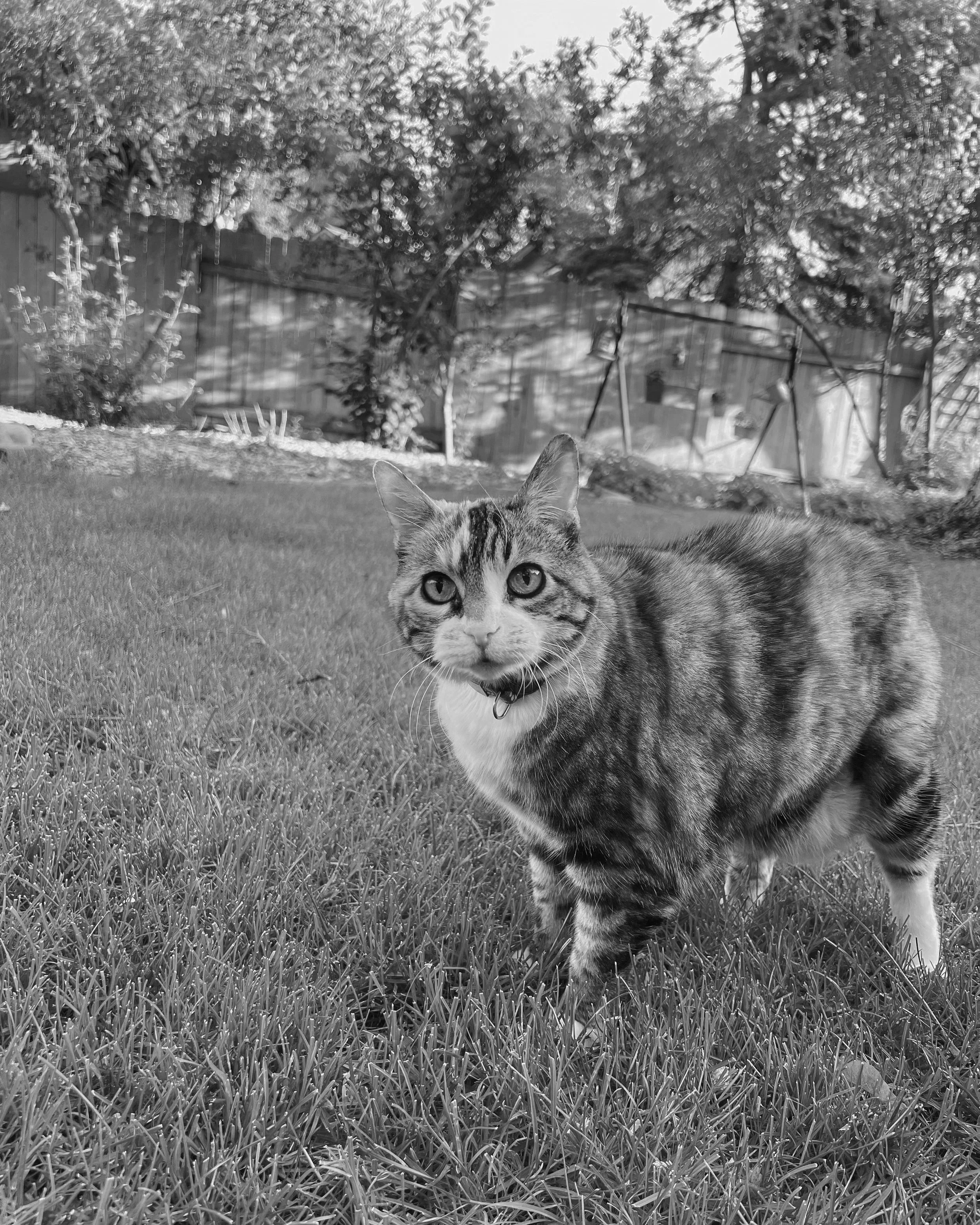 A cat lying on grass in a backyard, with trees, a fence, and some outdoor objects in the background.