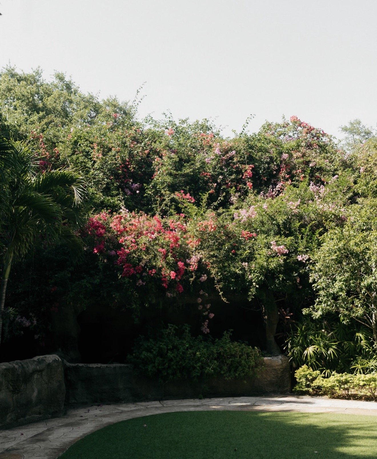 Lush tropical garden at Sunken Gardens in Tampa, Florida, with cascading pink and magenta bougainvillea over a stone wall and palm trees — wedding venue backdrop by Peony Wedding Co.
