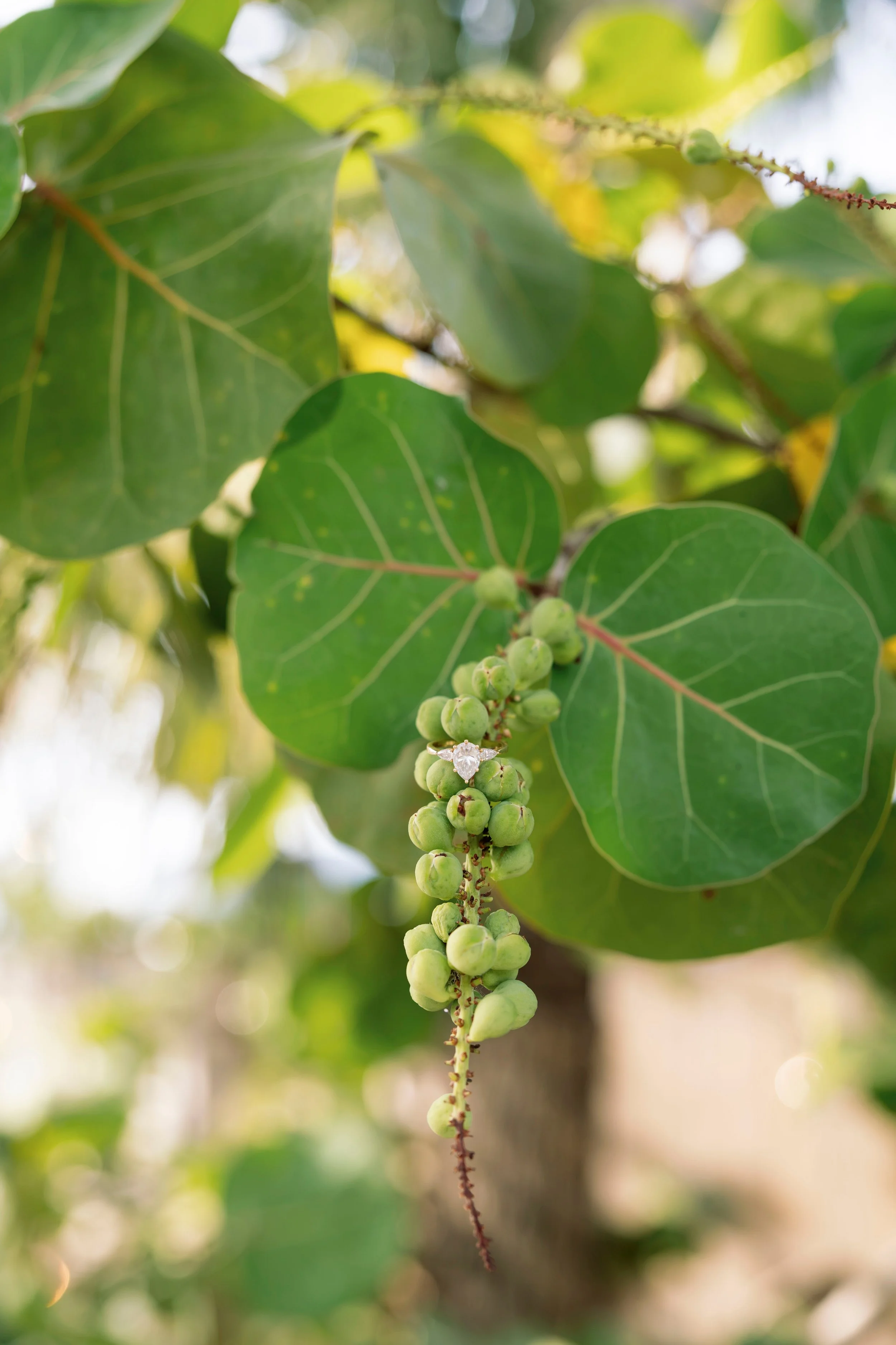 buttonwood-tree-detail-mar-vista-dockside-longboat-key-wedding.jpeg