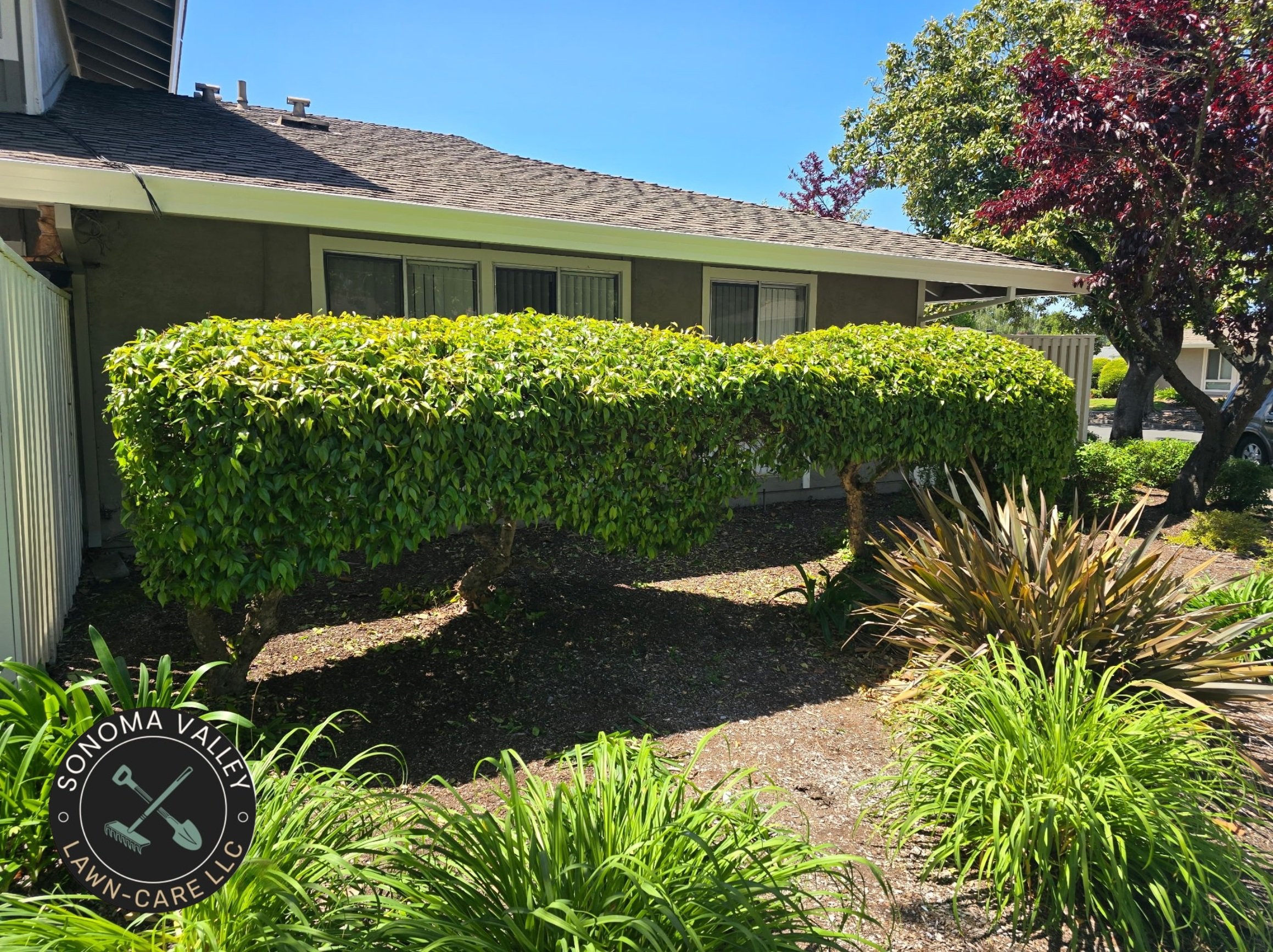 Evergreen landscaping: Using evergreen plants in the landscape.
Seasonal lawn care: Specific services tailored to different seasons, like spring lawn care or fall lawn care.
Turf care: A general term for lawn care and maintenance.