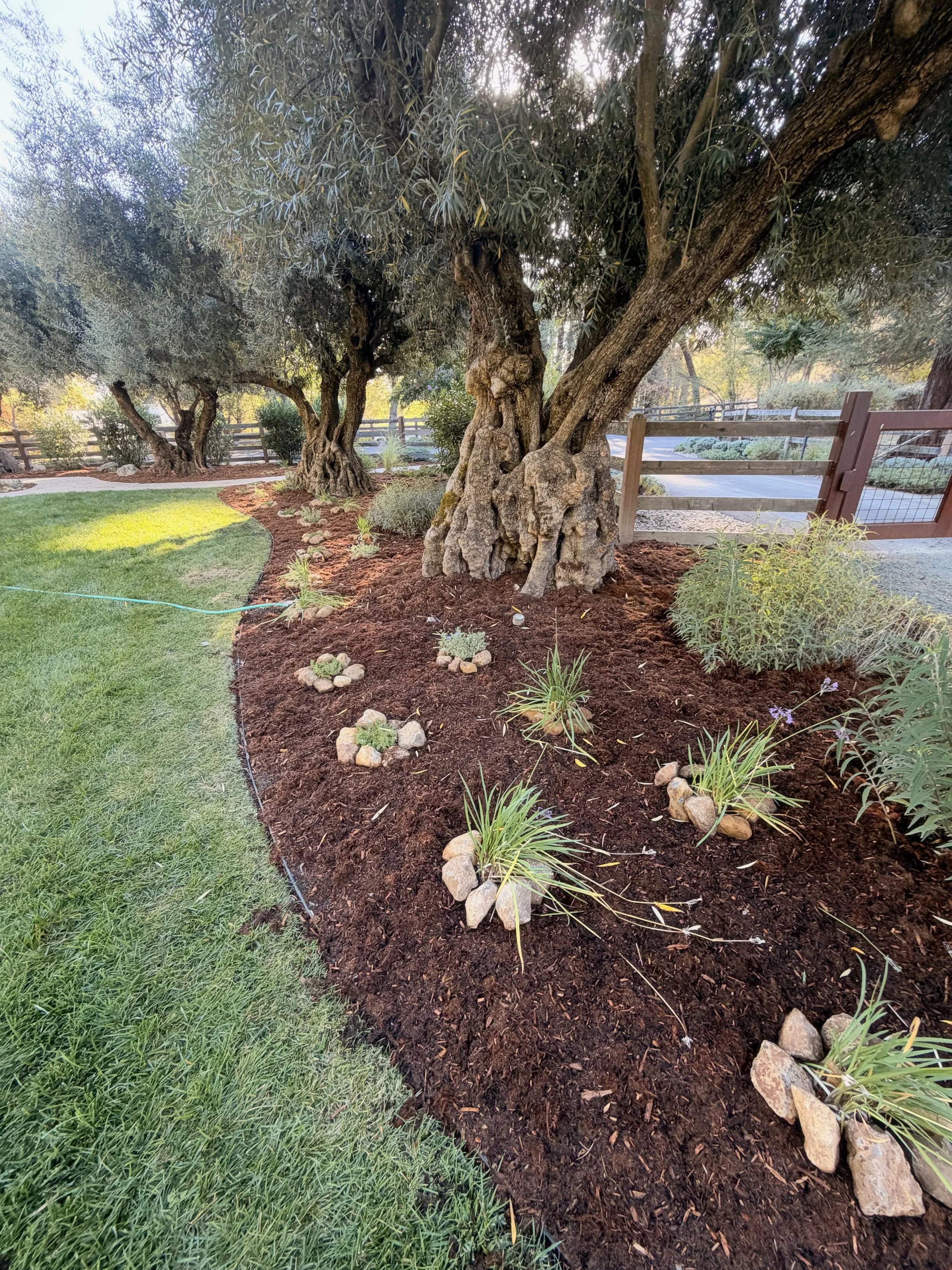 side yard landscaping design near Sonoma CA.jpeg