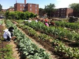 common good city farm.JPG