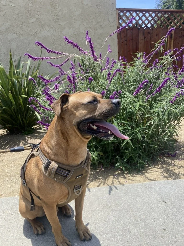 The Power of a Good Routine for You and Your Dog