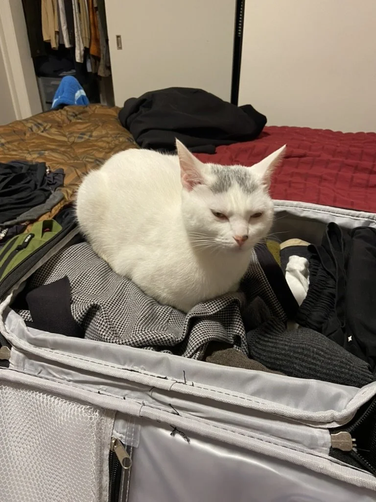 Peace of Mind While You’re Away: Preparing Your Pet for Vacation Care