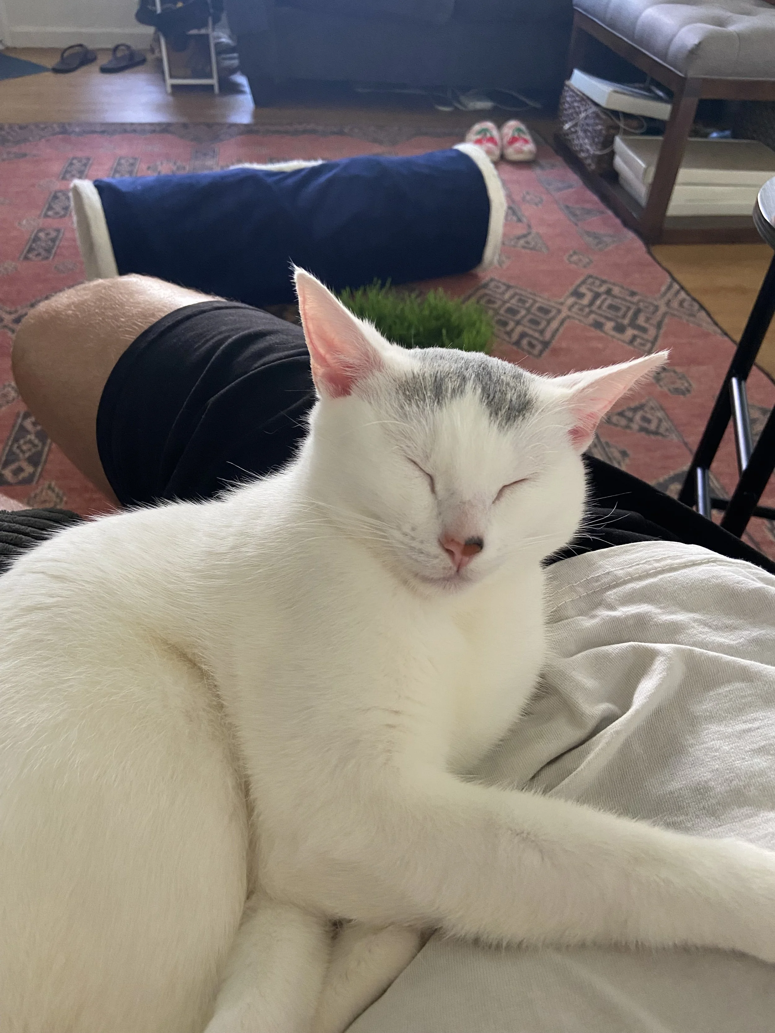 A happy and relaxed cat who is sleeping peacefully during a drop-in visit with Zen Pet Care Solutions in Ventura