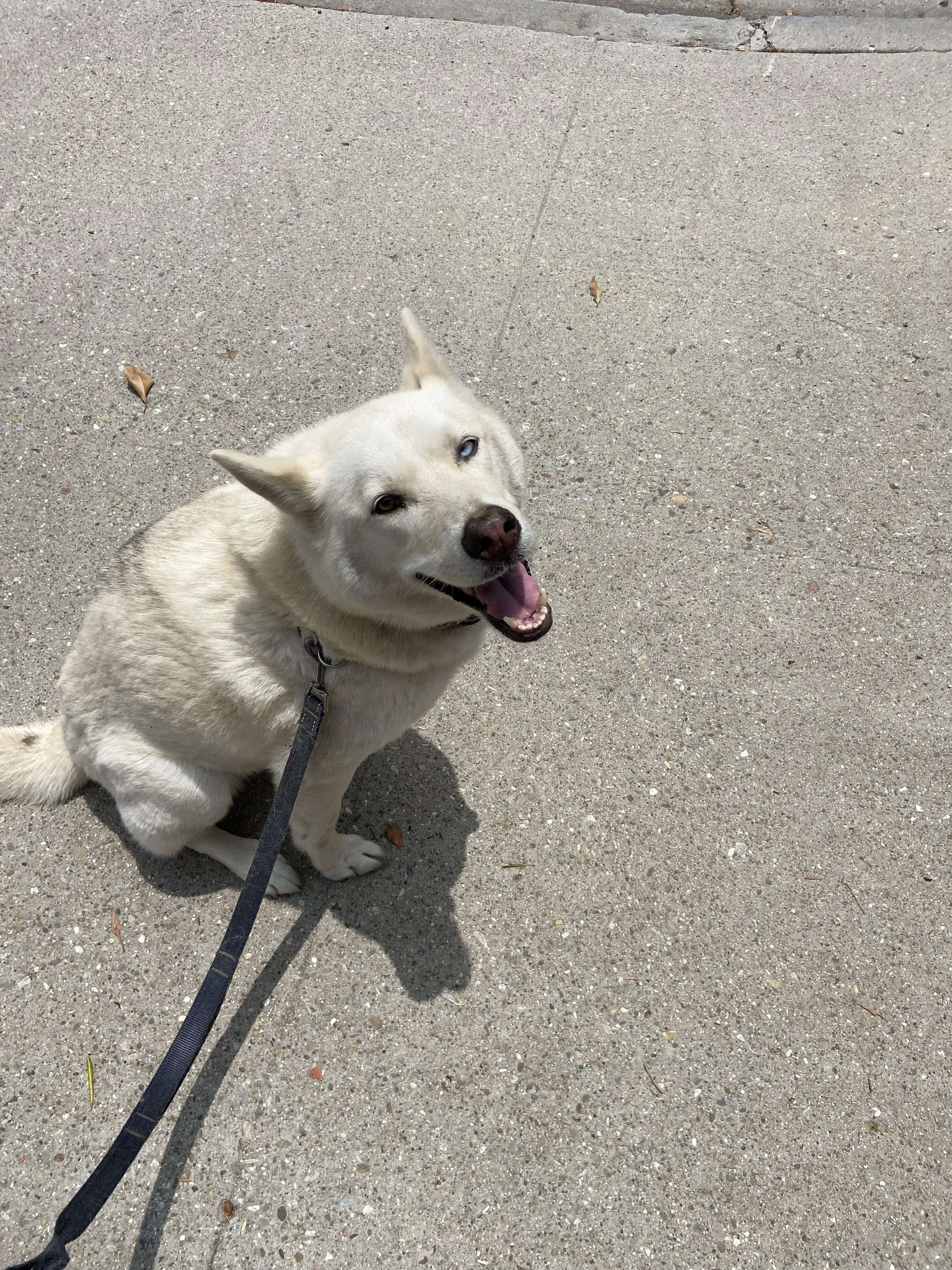 A happy dog on a leash during a dog walk with Zen Pet Care Solutions in Ventura