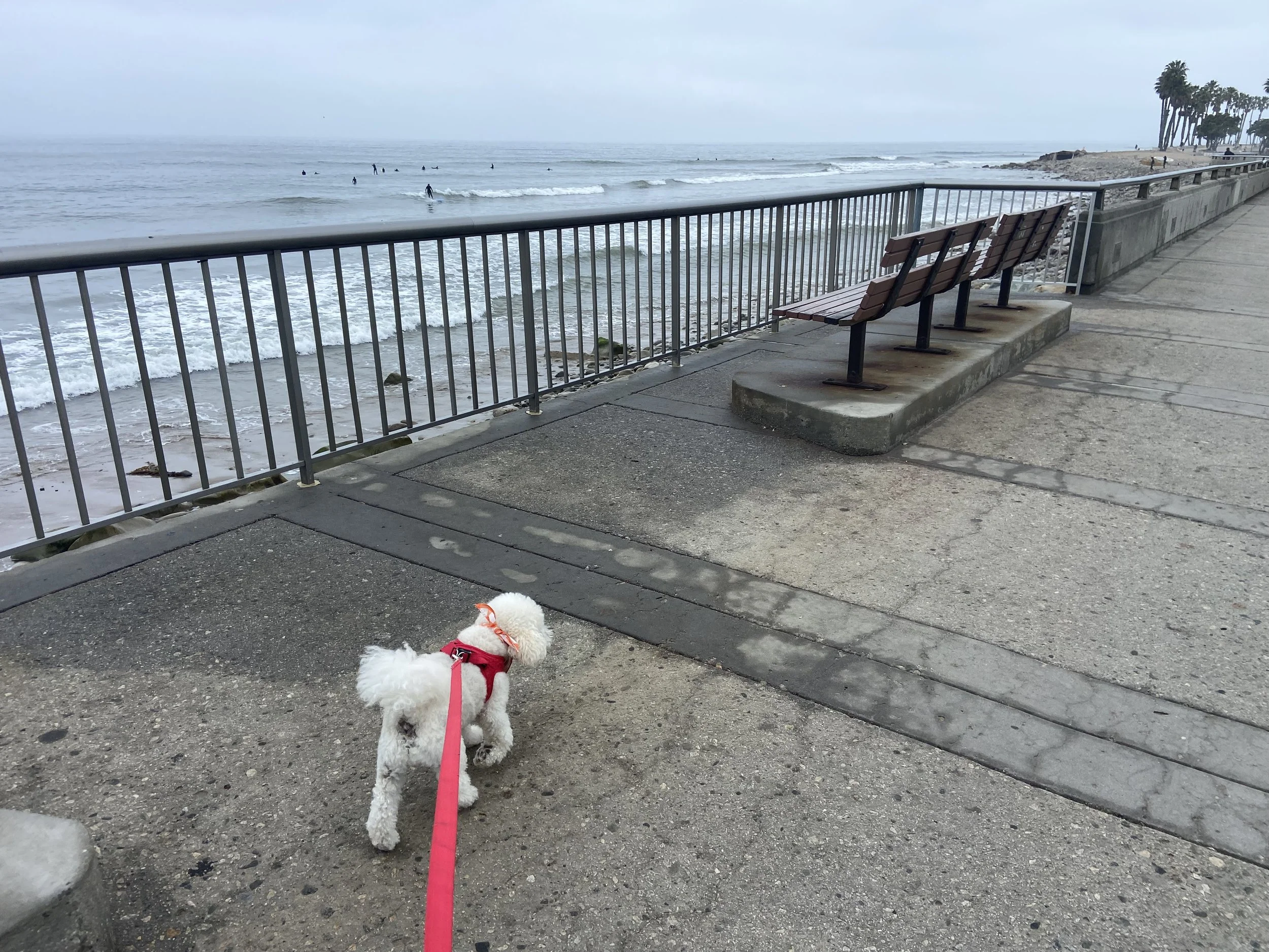 A dog on a walk along the beach during a dog walk with Zen Pet Care Solutions in Ventura